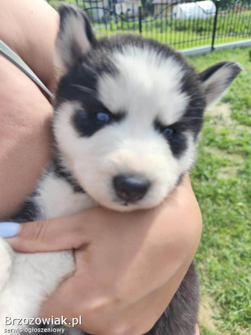 Szczeniaki Syberian Husky