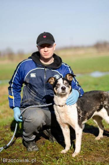 Pepsi -  łagodna,  przyjazna tricolorka szuka domu!