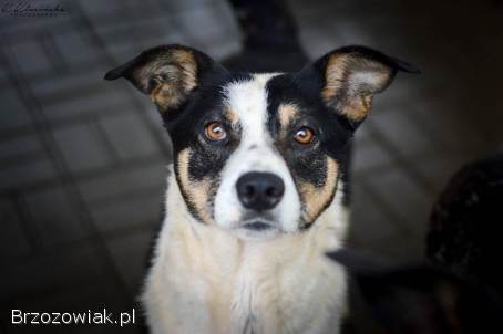 Pepsi -  łagodna,  przyjazna tricolorka szuka domu!