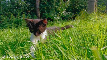 Mała kotka szuka domu