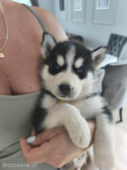 Szczeniaki Syberian Husky
