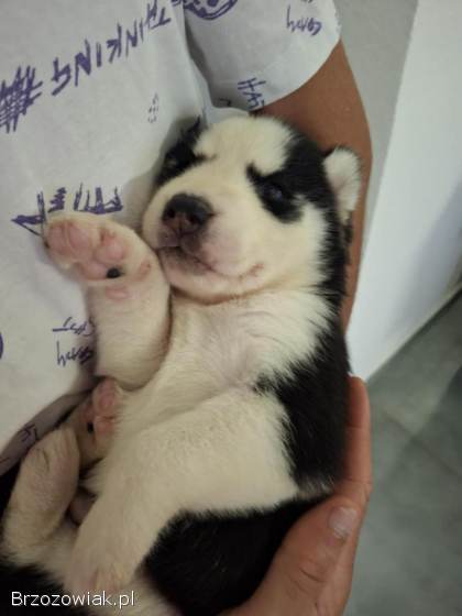 Szczeniaki Syberian Husky