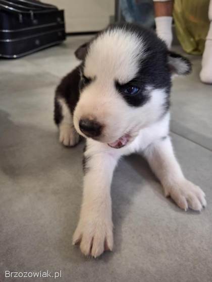 Szczeniaki Syberian Husky