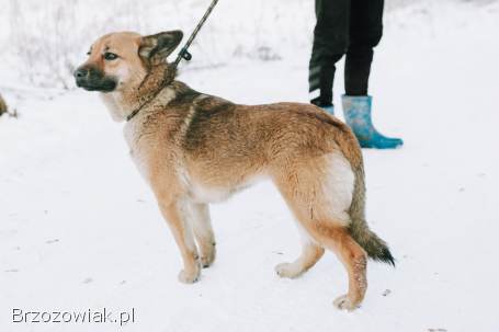 Doris -  młoda,  łagodna,  niekonfliktowa sunia!