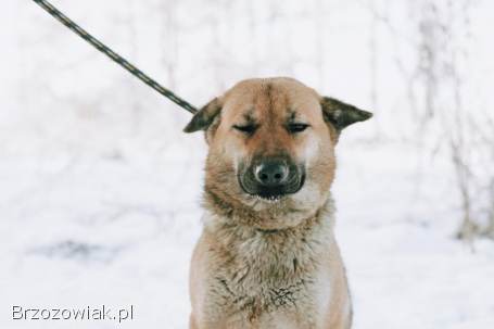 Doris -  młoda,  łagodna,  niekonfliktowa sunia!