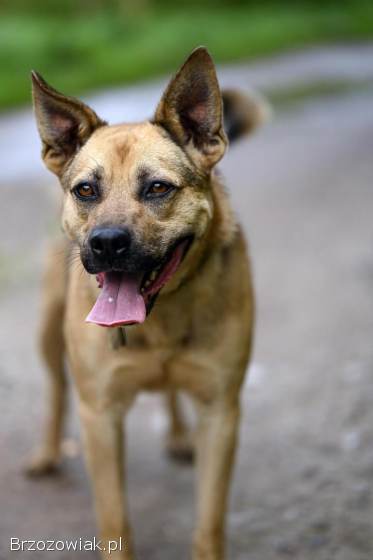Ares -  wesoły,  aktywny psiak szuka domu!