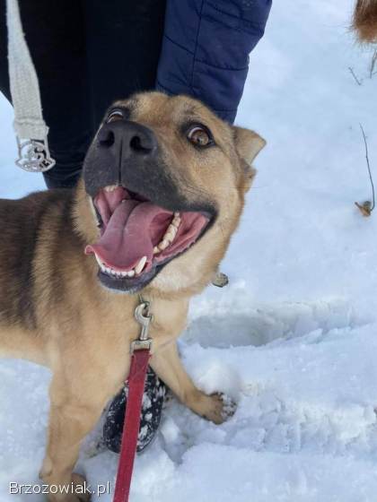 Ares -  wesoły,  aktywny psiak szuka domu!