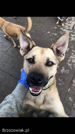 Ares -  wesoły,  aktywny psiak szuka domu!