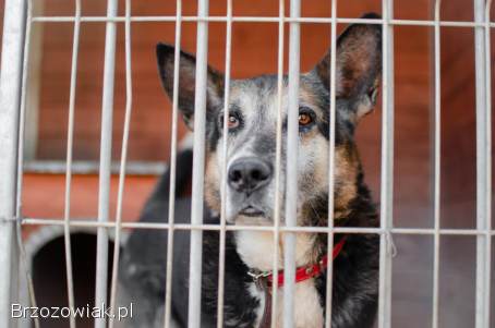 Riko -  ofiara człowieka,  pół życia za kratami,  pomocy!