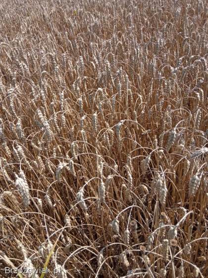 Pszenica ozima zbiór 2025r