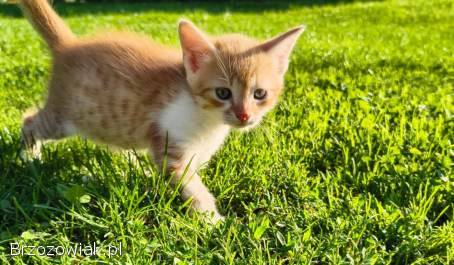 Koty do oddania za darmo!