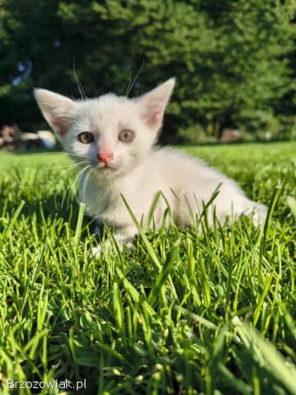 Koty do oddania za darmo!