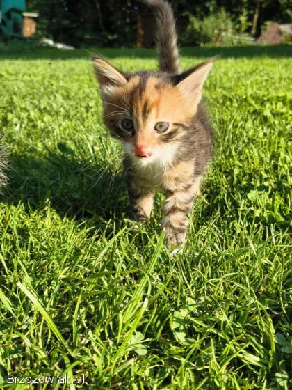 Koty do oddania za darmo!