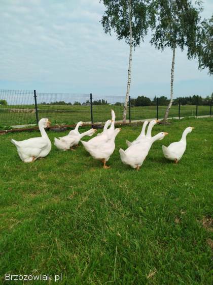Sprzedam młode gęsi rasy cholmogor