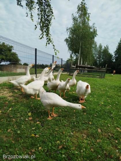 Sprzedam młode gęsi rasy cholmogor