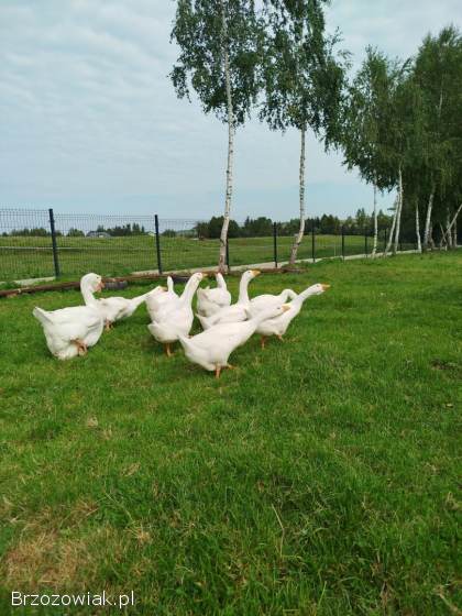Sprzedam młode gęsi rasy cholmogor