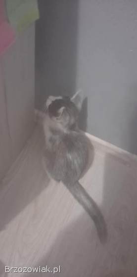 Oddam dwa kocury w dobre ręce