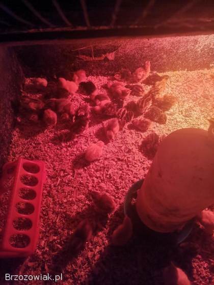 Przepiórki japońskie mix szeki