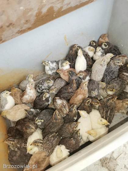 Przepiórki japońskie mix szeki