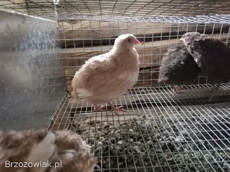 Przepiórki japońskie mix szeki