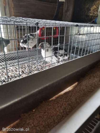 Przepiórki japońskie mix szeki