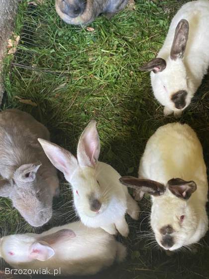 Sprzedam króliki