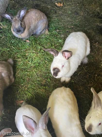 Sprzedam króliki