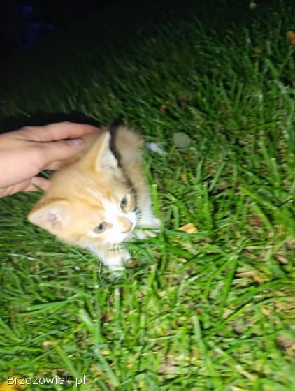 Oddam za darmo dwa kocury dwie kotki