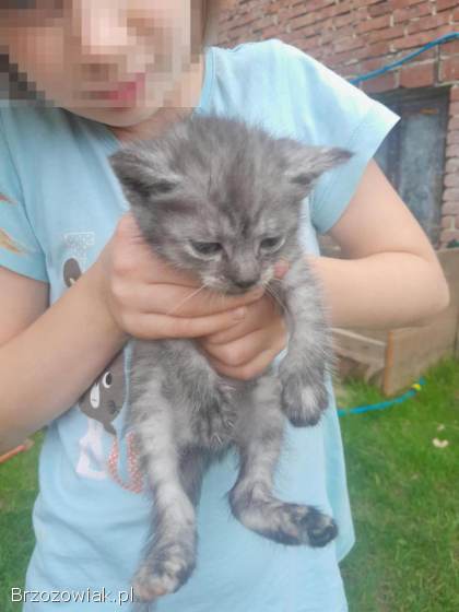 Oddam za darmo dwa kocury dwie kotki