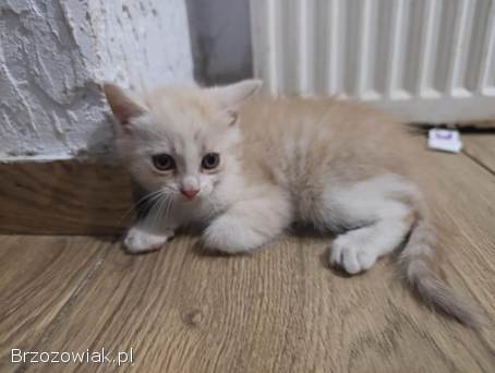 Oddam za darmo dwa kocury dwie kotki