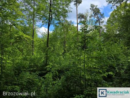 Las w miejscowości Końskie 2,  5 ha