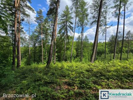 Las w miejscowości Końskie 2,  5 ha