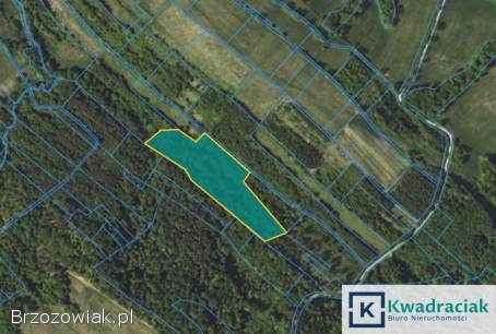 Las w miejscowości Końskie 2,  5 ha