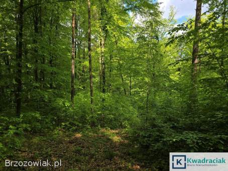 Las w miejscowości Końskie 2,  5 ha