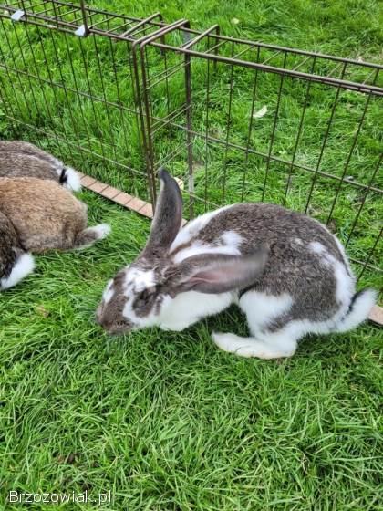 Króliki i królice