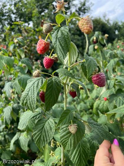 Sprzedam maliny jesienne bez oprysków cena 13 zł/kg,  zamówienia pod nr 607132223