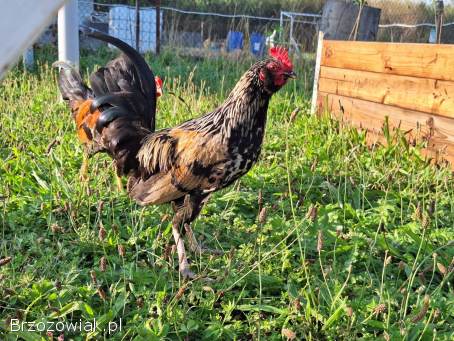 Koguta liliputa z 2025 sprzedam hodowla hobbistyczna wolny wybieg