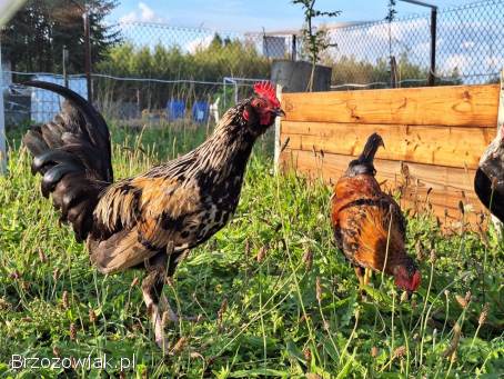 Koguta liliputa z 2025 sprzedam hodowla hobbistyczna wolny wybieg