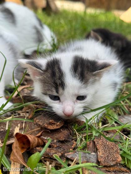 Oddam kotki w dobre ręce