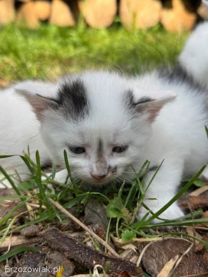 Oddam kotki w dobre ręce