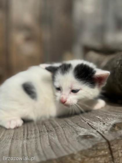 Oddam kotki w dobre ręce