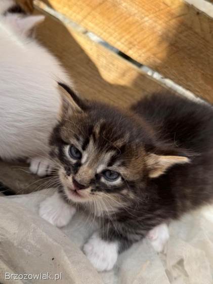 Oddam kotki w dobre ręce