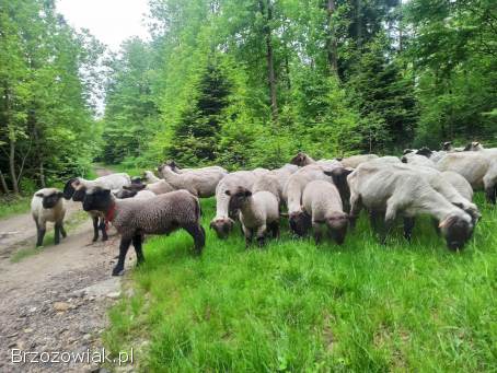 OWCE CZARNOGŁÓWKI MŁODE