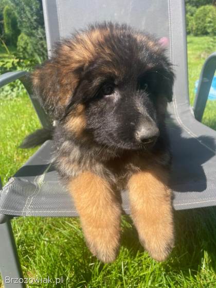 Oddam owczarki niemieckie