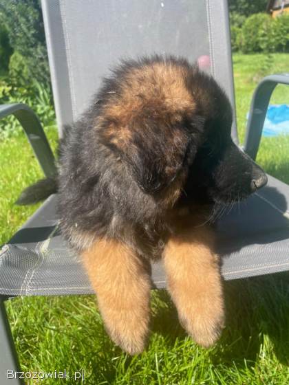 Oddam owczarki niemieckie