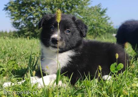 BORDER COLLIE czystej krwi z Hodowli -  Rasowy pies z pełną dok.