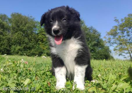 BORDER COLLIE czystej krwi z Hodowli -  Rasowy pies z pełną dok.