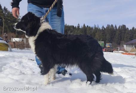 BORDER COLLIE czystej krwi z Hodowli -  Rasowy pies z pełną dok.
