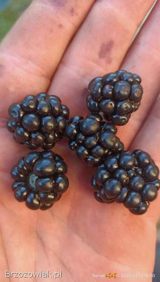 Jeżyna leśna ☺️