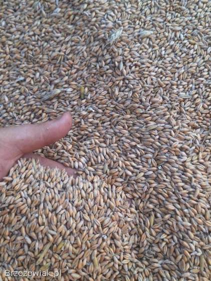 Sprzedam zboże